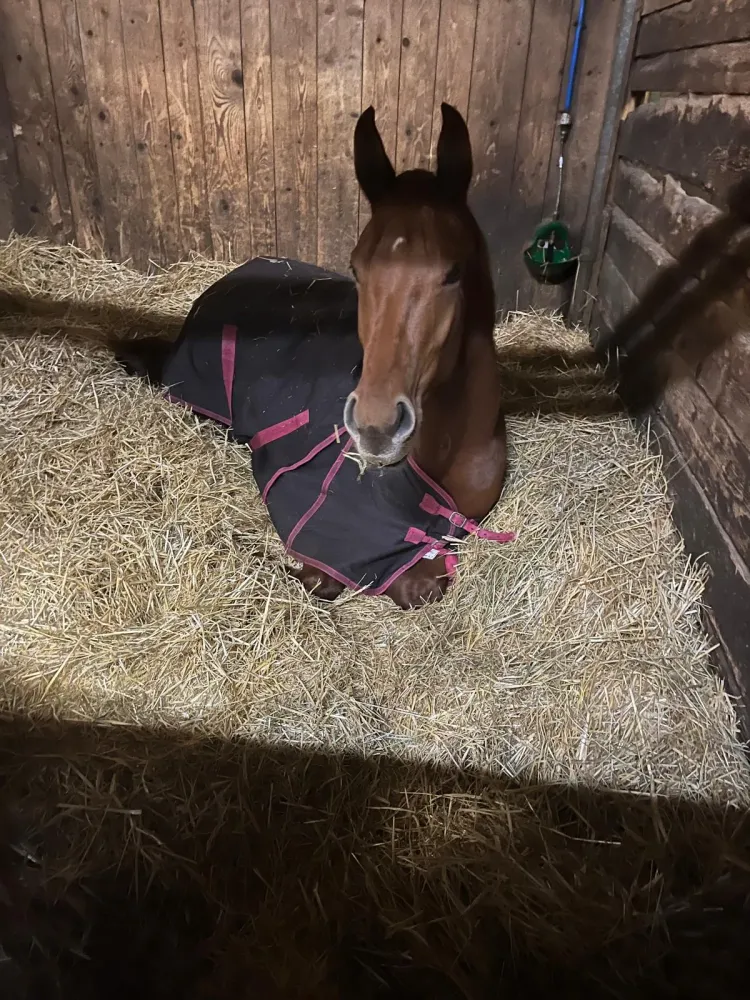 Location box chevaux à Milly-la-Forêt
